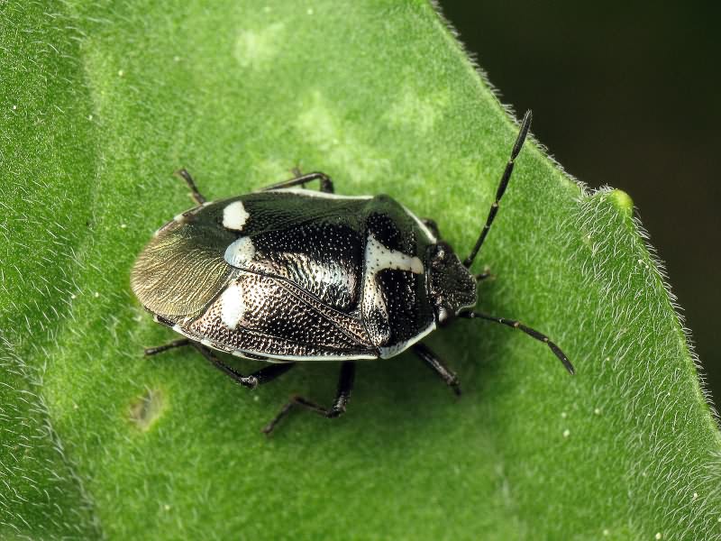 Eurydema (Eurydema) oleracea (Linnaeus, 1758)
